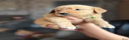 Golden Retriever dogs for sale: Beautiful golden retriever puppies  - Advert 23