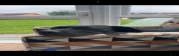 Great Dane dogs for sale: Cali. - Advert 1