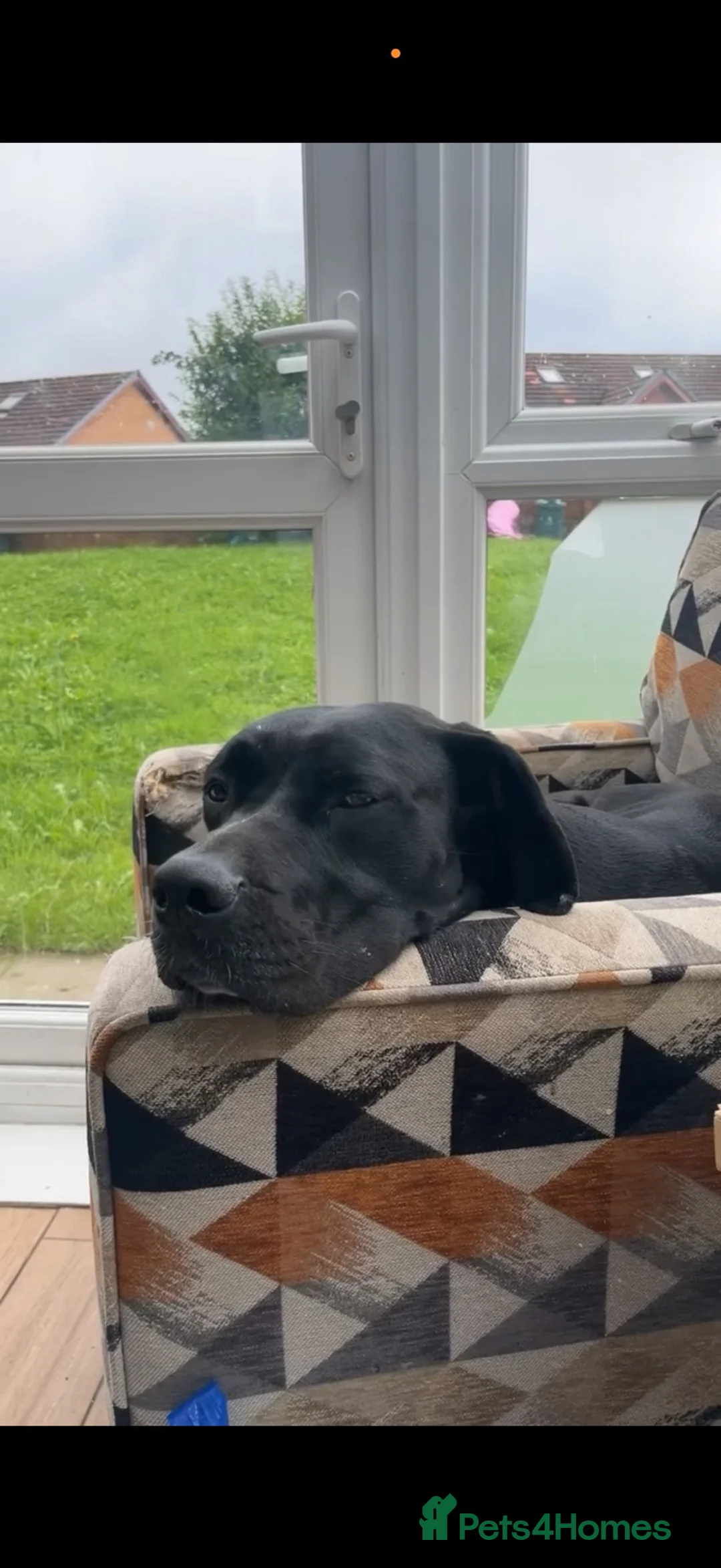 Great Dane dogs for sale: Cali. - Advert 1