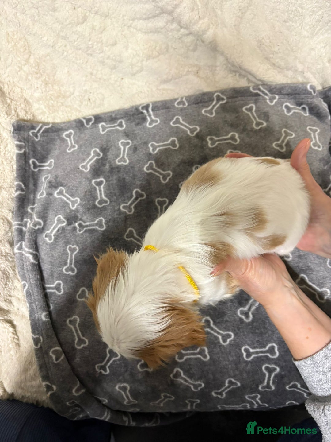 Cavalier King Charles Spaniel dogs for sale: Beautiful Blenheim King Charles spaniel pups    - Advert 36