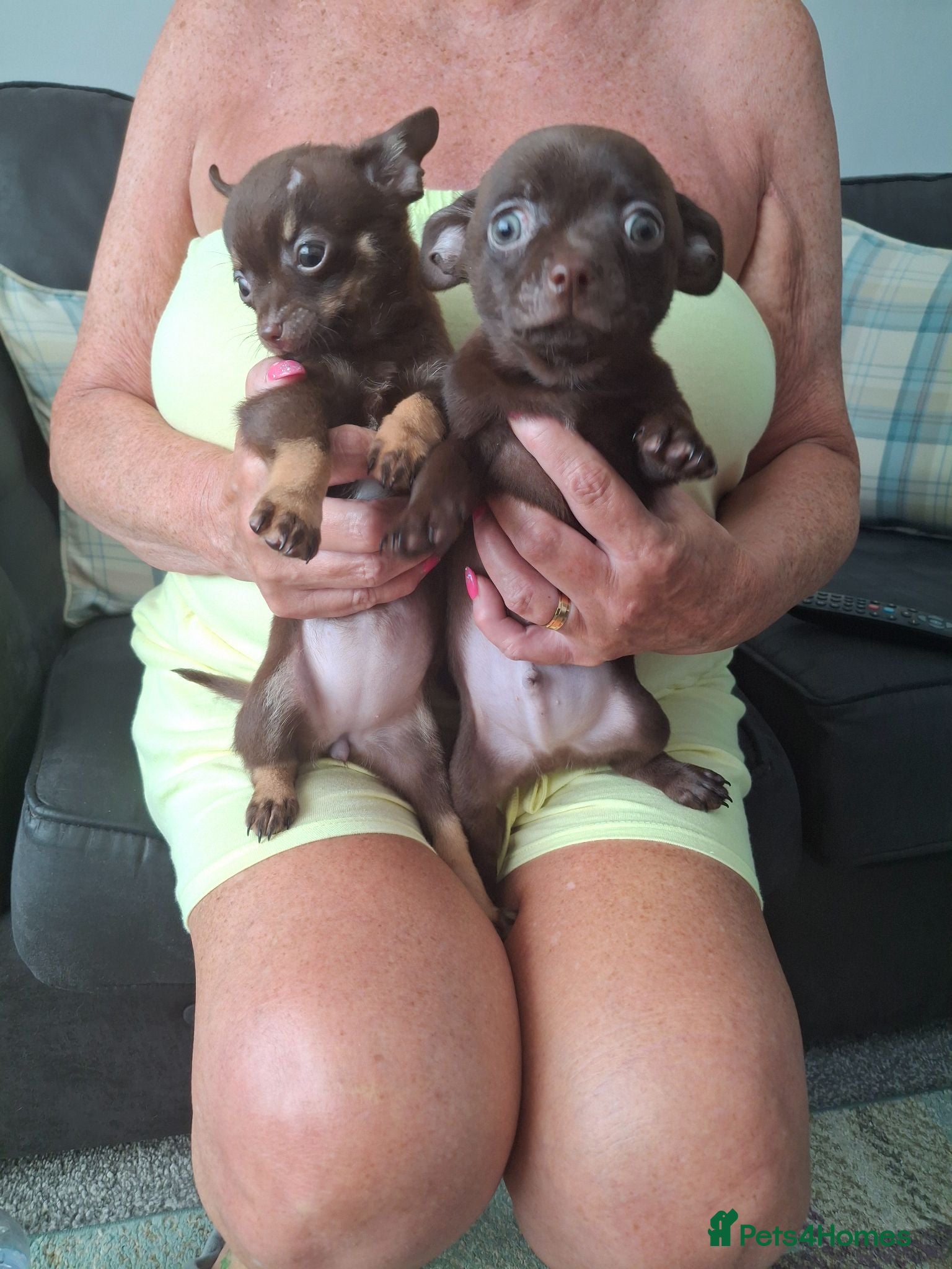 Chihuahua dogs Chihuahua 2 puppies girl and a boy ready to go now - Advert 5