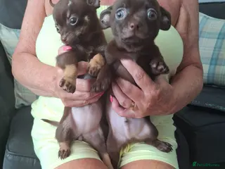 Chihuahua dogs Chihuahua 2 puppies girl and a boy ready to go now - Advert 5