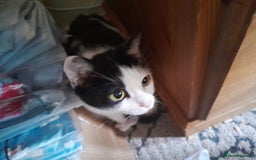 Mixed Breed cats for sale: 4 beautiful kittens for good home - Image 4