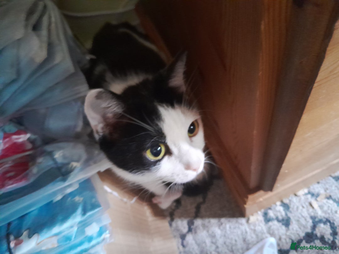 Mixed Breed cats for sale: 4 beautiful kittens for good home - Image 4