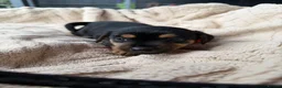 Jack Russell dogs for sale: stunning Jackrussel puppies - Advert 22