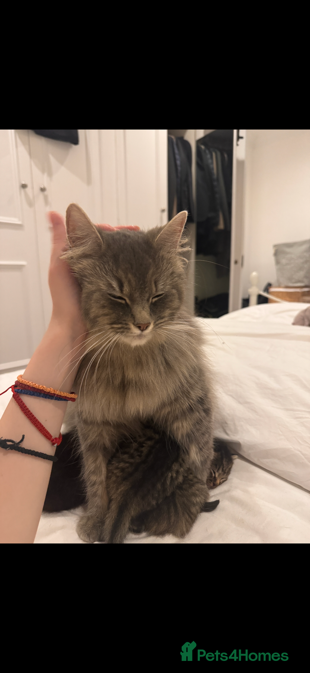 Siberian cats for sale: Cutest Siberian Kittens  - Advert 2