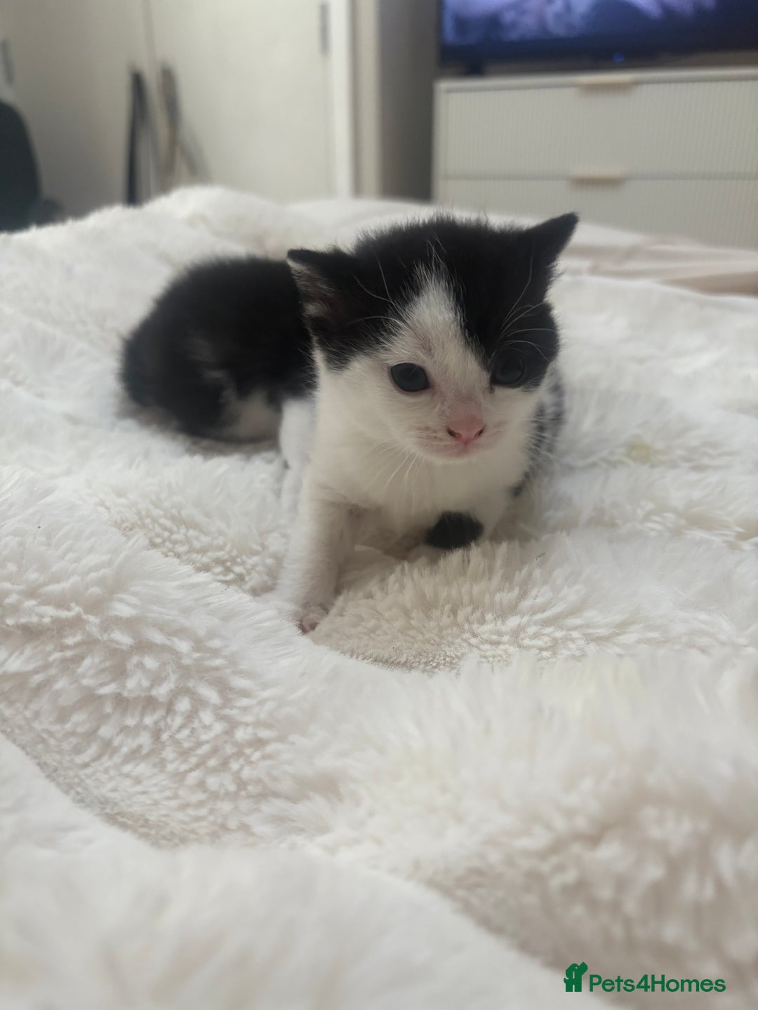 Mixed Breed cats for sale: 7 beautiful kittens very playful  - Advert 8