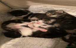 Mixed Breed cats for sale: Ragdoll/Mixed Breed Kittens for Sale - Image 1