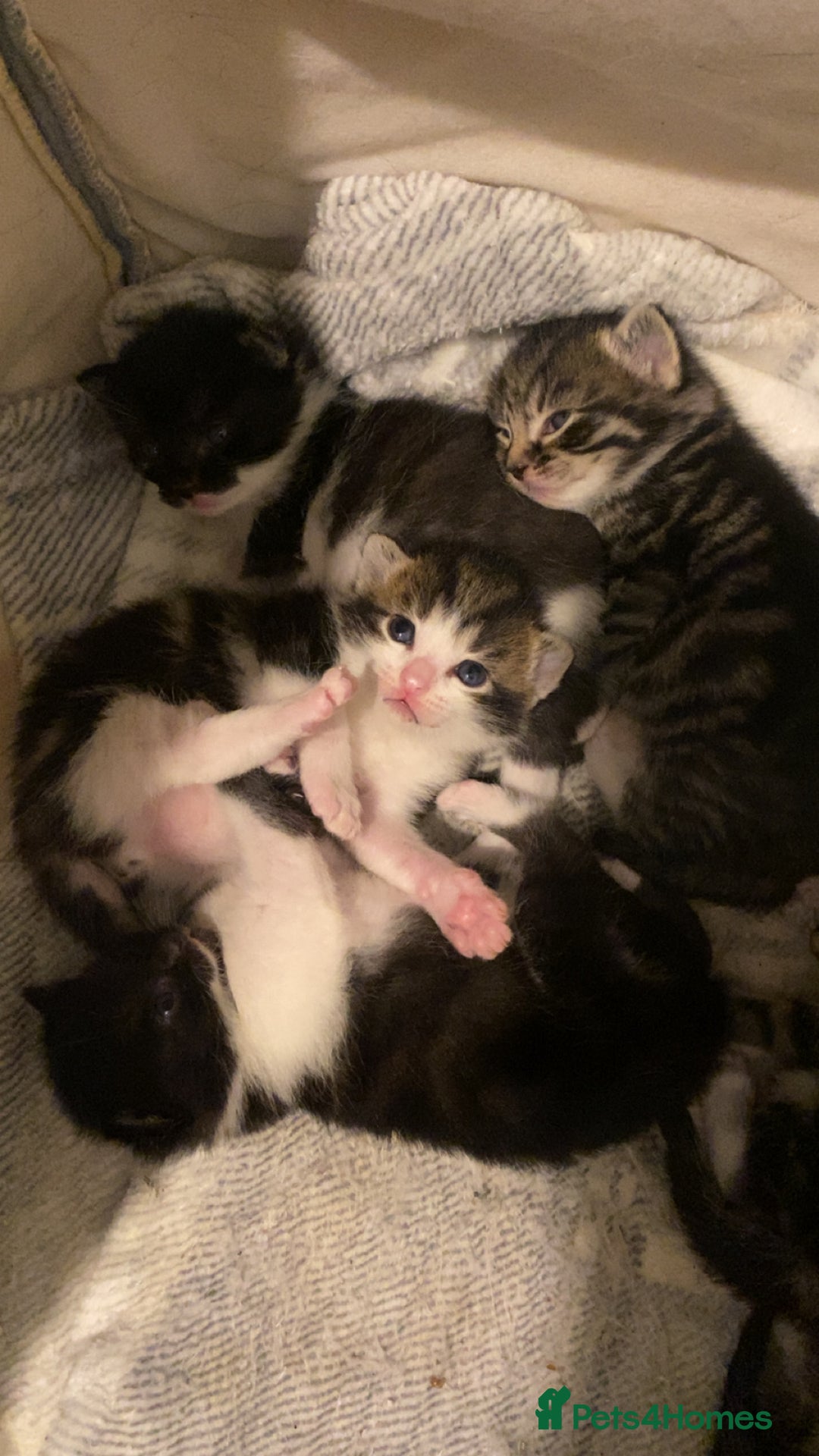 Mixed Breed cats for sale: Ragdoll/Mixed Breed Kittens for Sale - Image 1