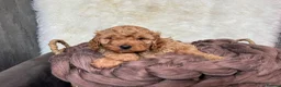 Cavapoo dogs for sale: DNA tested F1 Cavapoo puppies - Advert 5