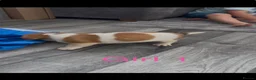 Jack Russell dogs for sale: Jack Russell puppy’s  - Advert 14
