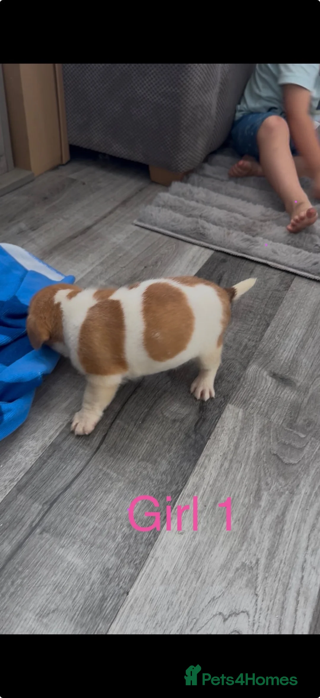 Jack Russell dogs for sale: Jack Russell puppy’s  - Advert 14