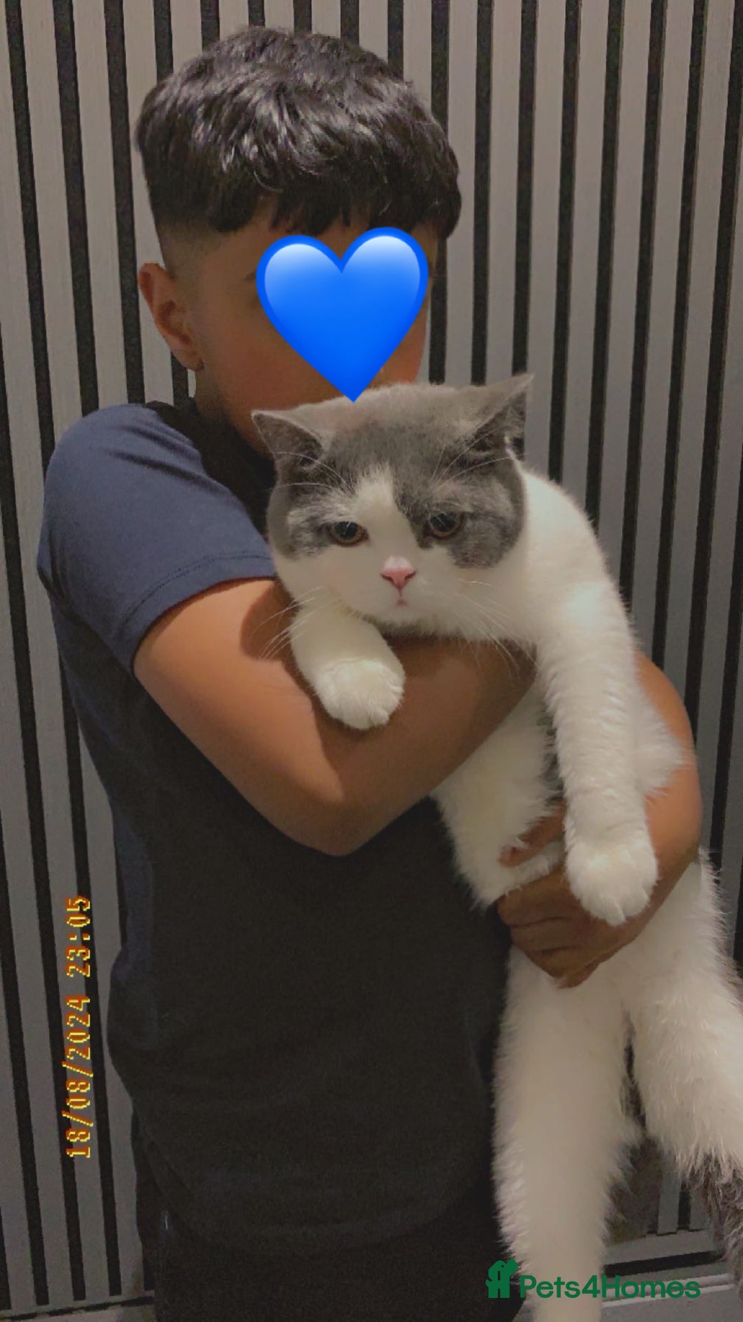 British Shorthair cats for sale: Beautiful British shorthair kittens 🐈  - Advert 11