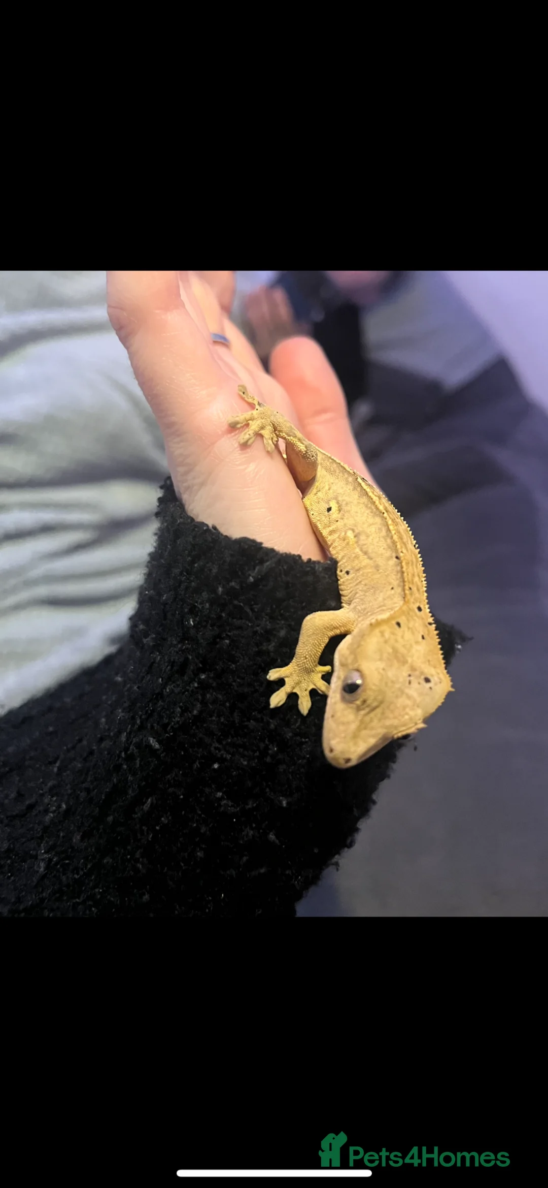 Gecko reptiles for sale: Crested gecko  in Brighton - Advert 2