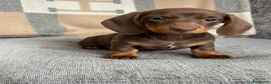 Miniature Dachshund Puppy 2