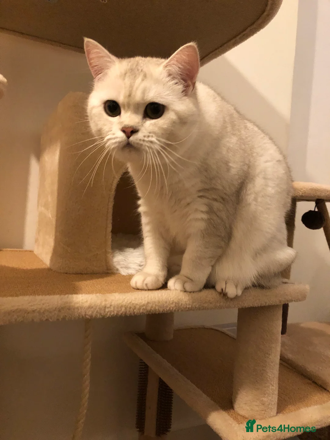 British Shorthair cats for sale: GCCF registered  - Advert 5