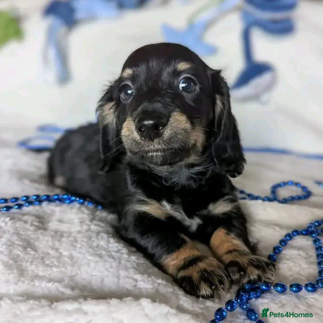 Miniature Dachshund dogs for sale: Charming Miniature Dachshund Puppies   - Image 7