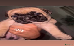 French Bulldog dogs for sale: Fluffy carriers variety of colors  - Image 2