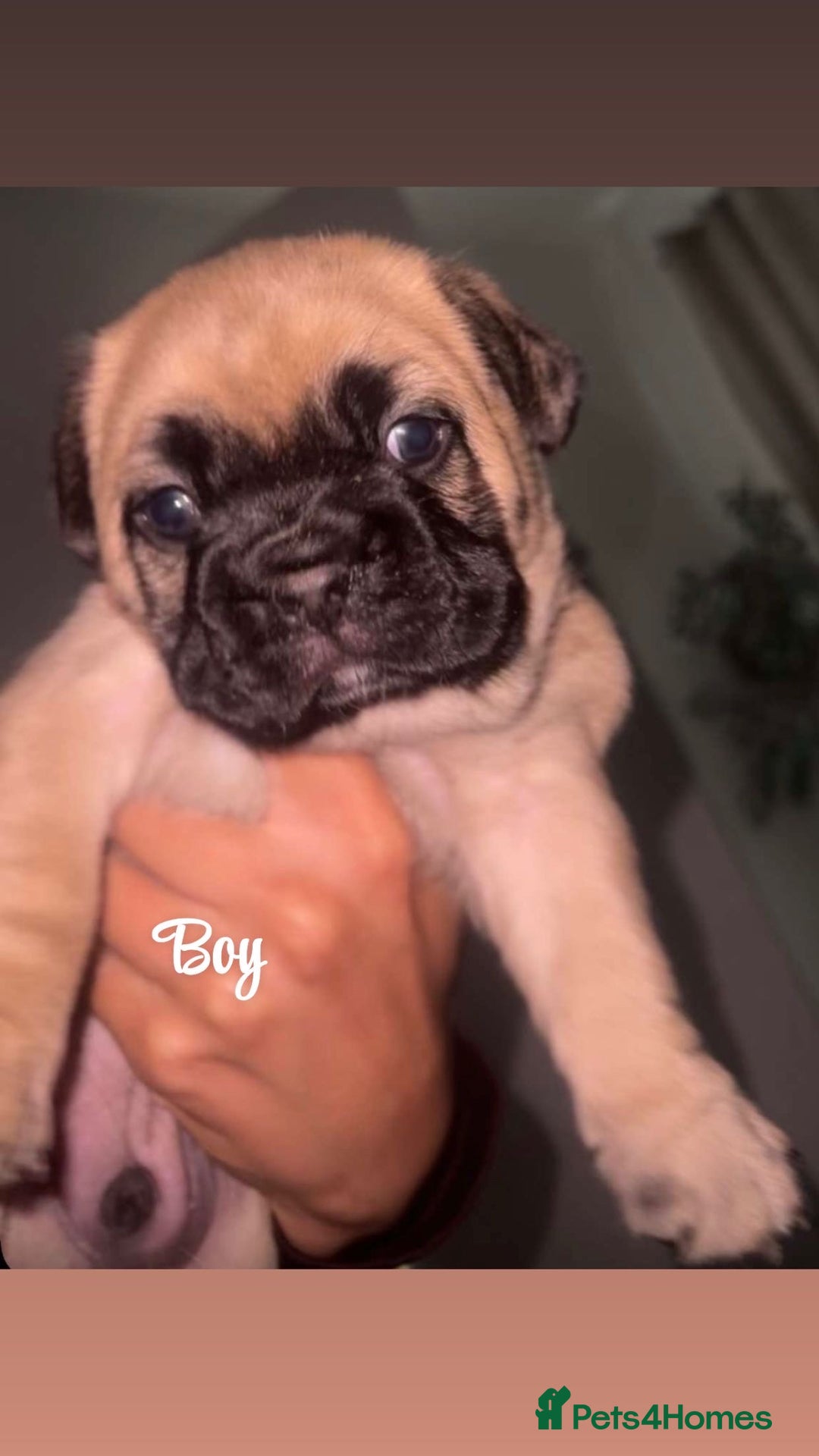 French Bulldog dogs for sale: Fluffy carriers variety of colors  - Image 2