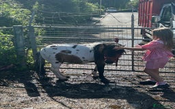 Shetland pony horses for sale: Shetland pony  in Stockport - Image 20