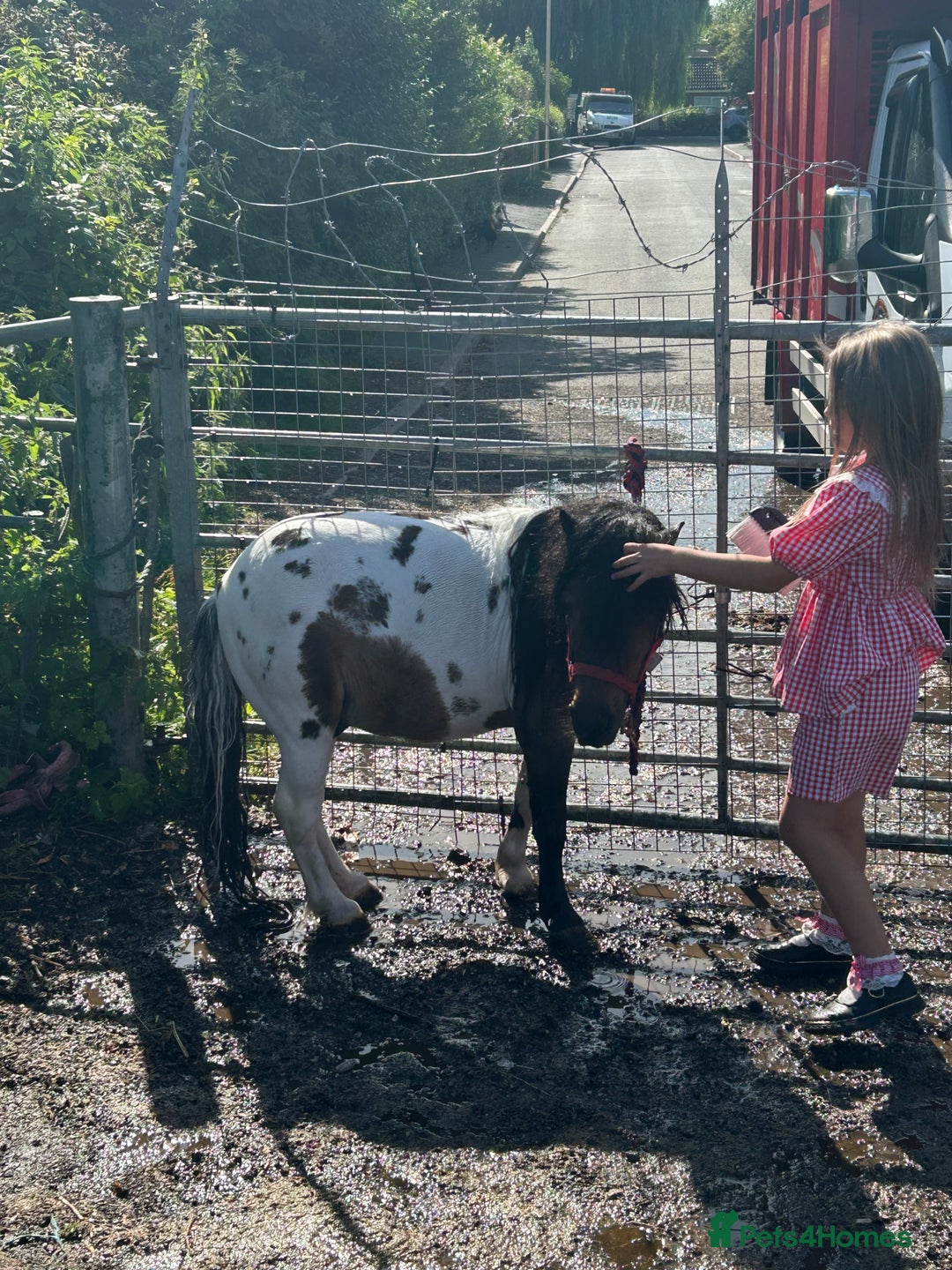 Shetland pony horses for sale: Shetland pony  in Stockport - Image 20