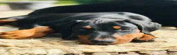 Dobermann dogs for sale: Mr Blue- A truly Free Range Doberman - Advert 12