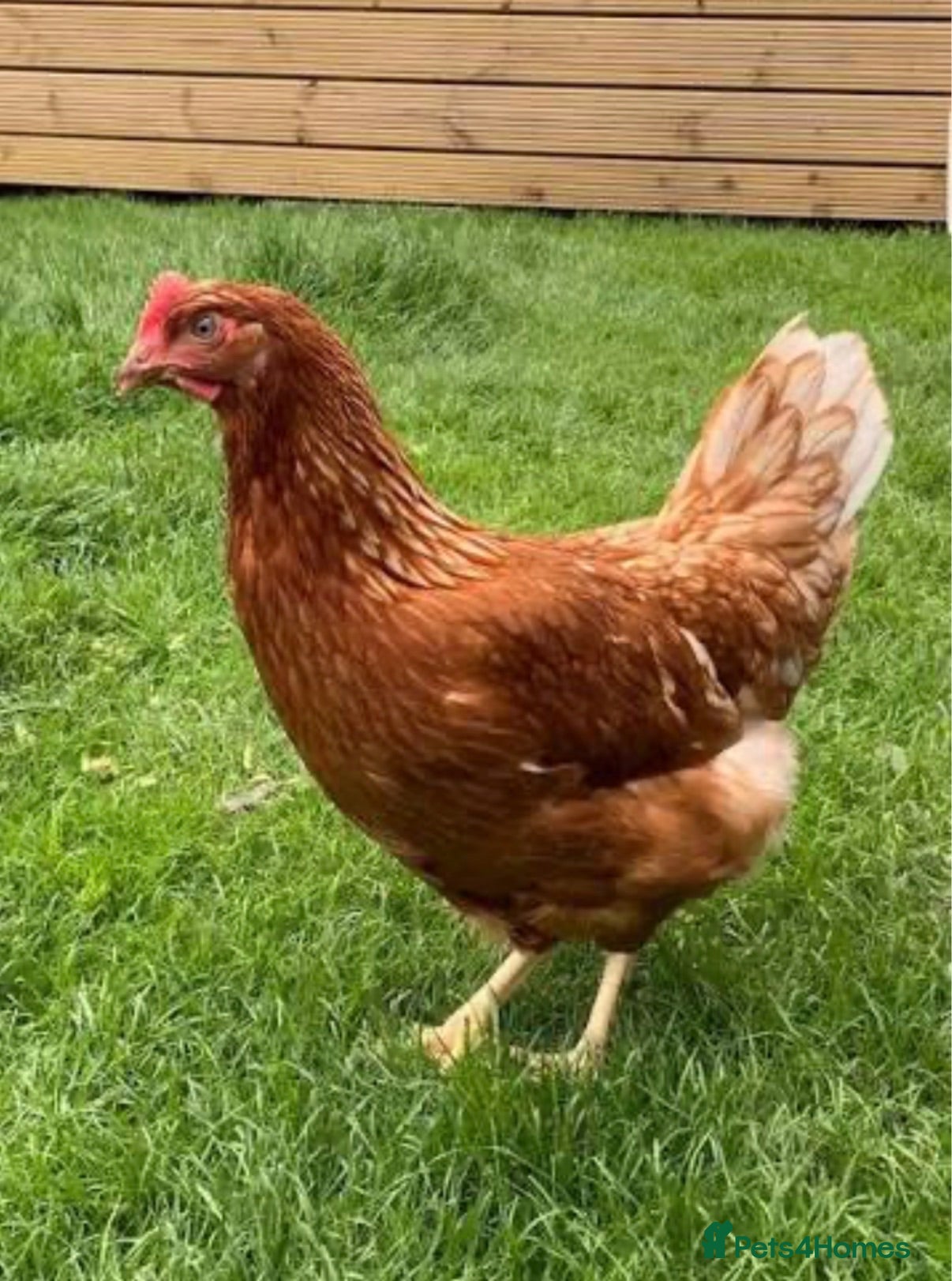 Chickens poultry Warren laying hens  - Advert 5