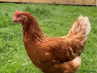 Chickens poultry Warren laying hens - Advert 5