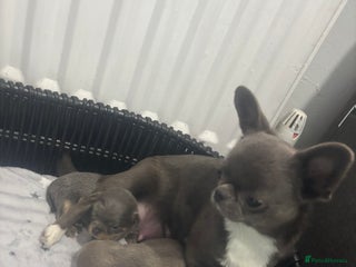 Chihuahua dogs 4 Stunning Chihauhau Boys - 2 Lilac & 2 Blue💜💙 - Advert 6