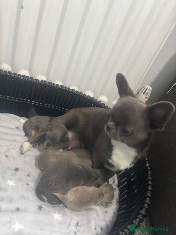 Chihuahua dogs 4 Stunning Chihauhau Boys - 2 Lilac & 2 Blue💜💙 - Advert 3