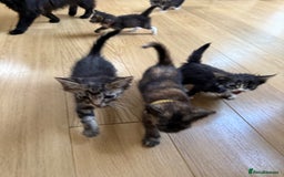 Mixed Breed cats for sale: Mixes breed kittens for sale  - Image 5