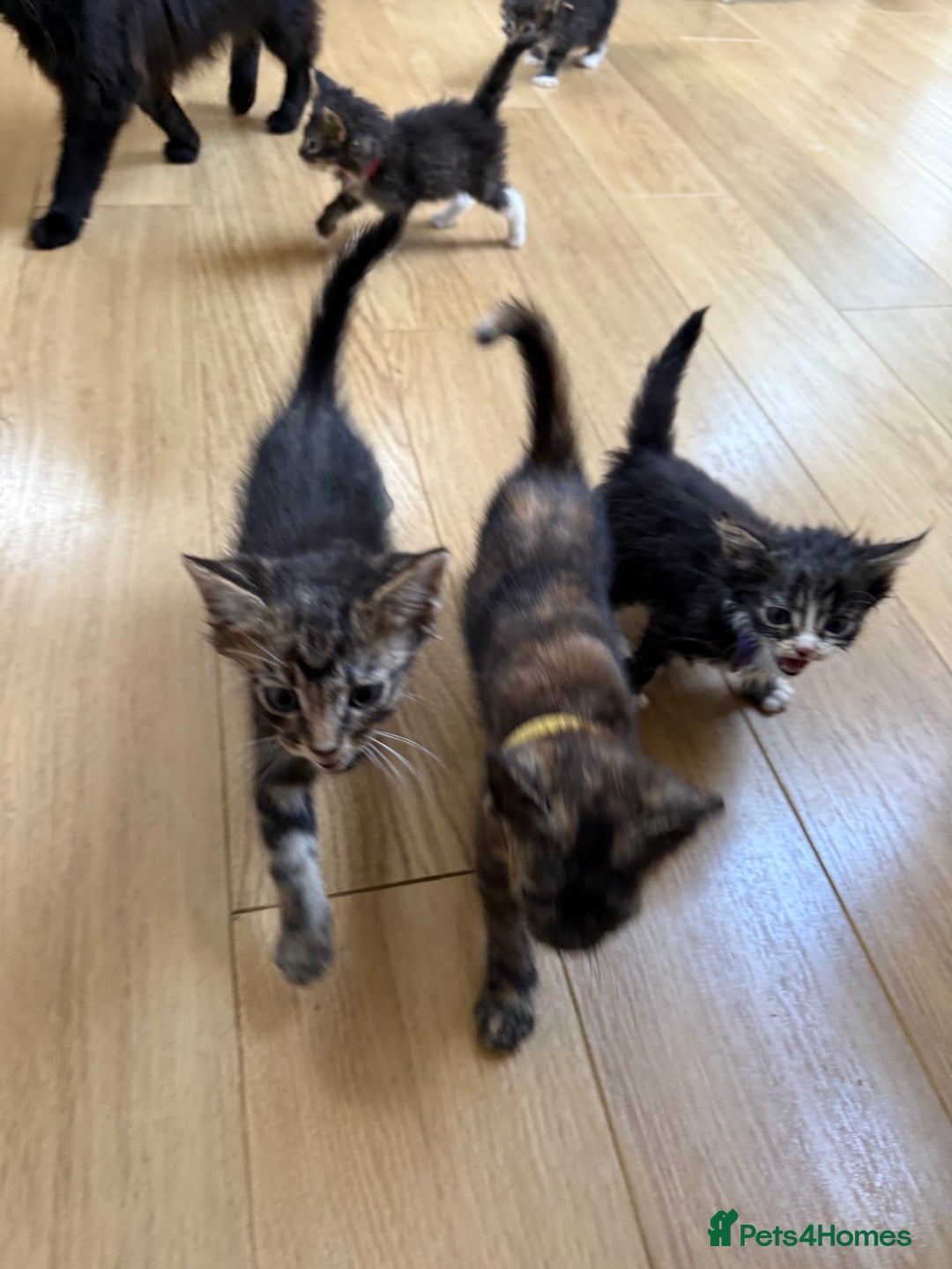 Mixed Breed cats for sale: Mixes breed kittens for sale  - Image 5