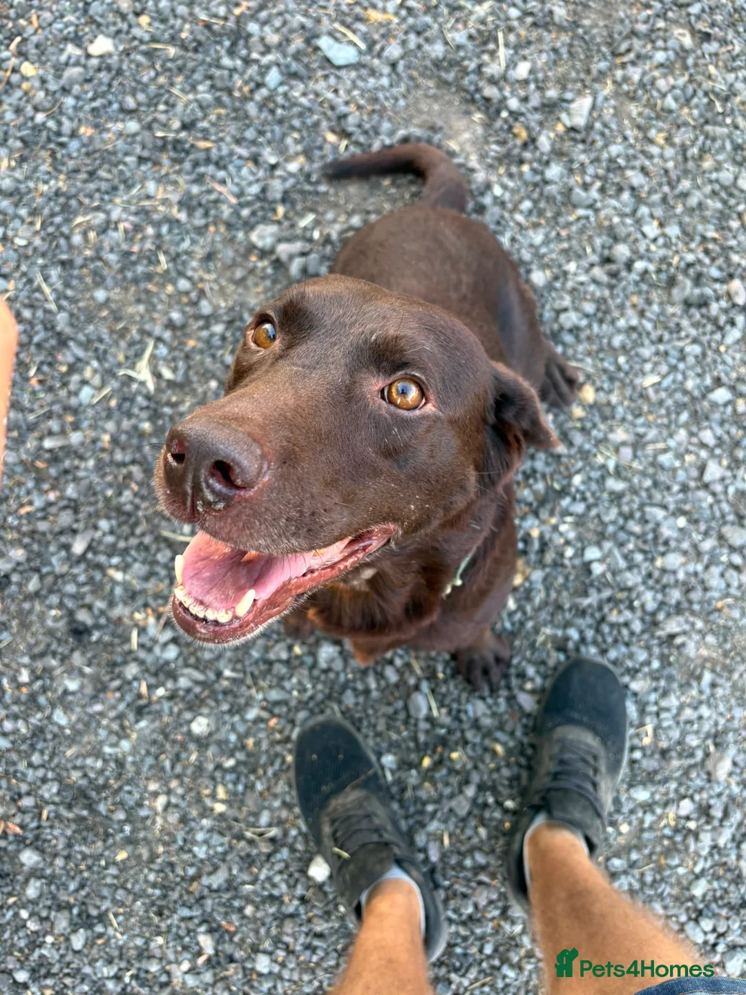 Labrador Retriever dogs for sale: Loving loyal Labrador  - Advert 2