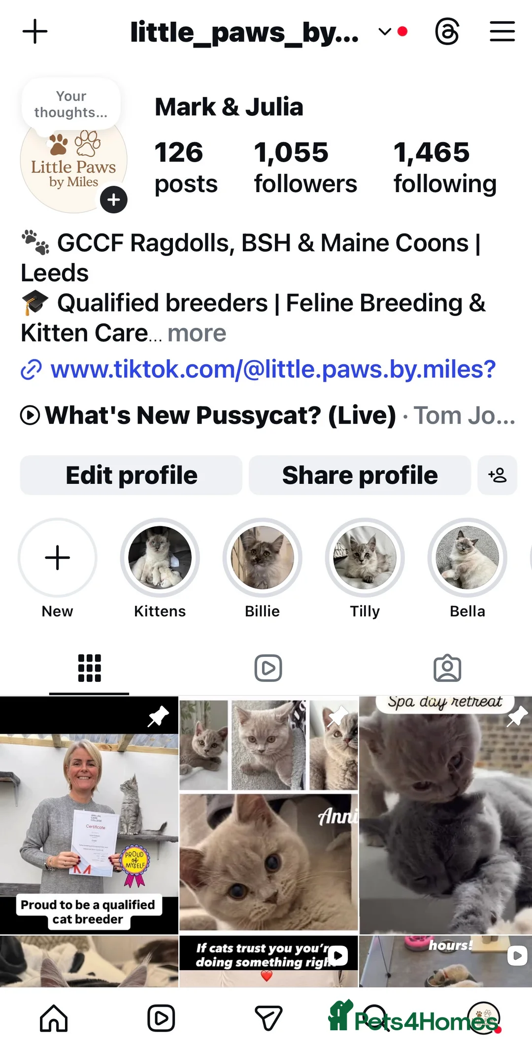 Ragdoll cats for stud: Premium GCCF/TICA Chocolate Point Ragdoll Stud - Advert 18