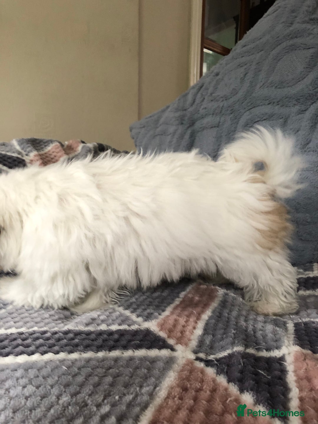 Mixed Breed dogs for sale: shihtzu x maltese  - Image 7