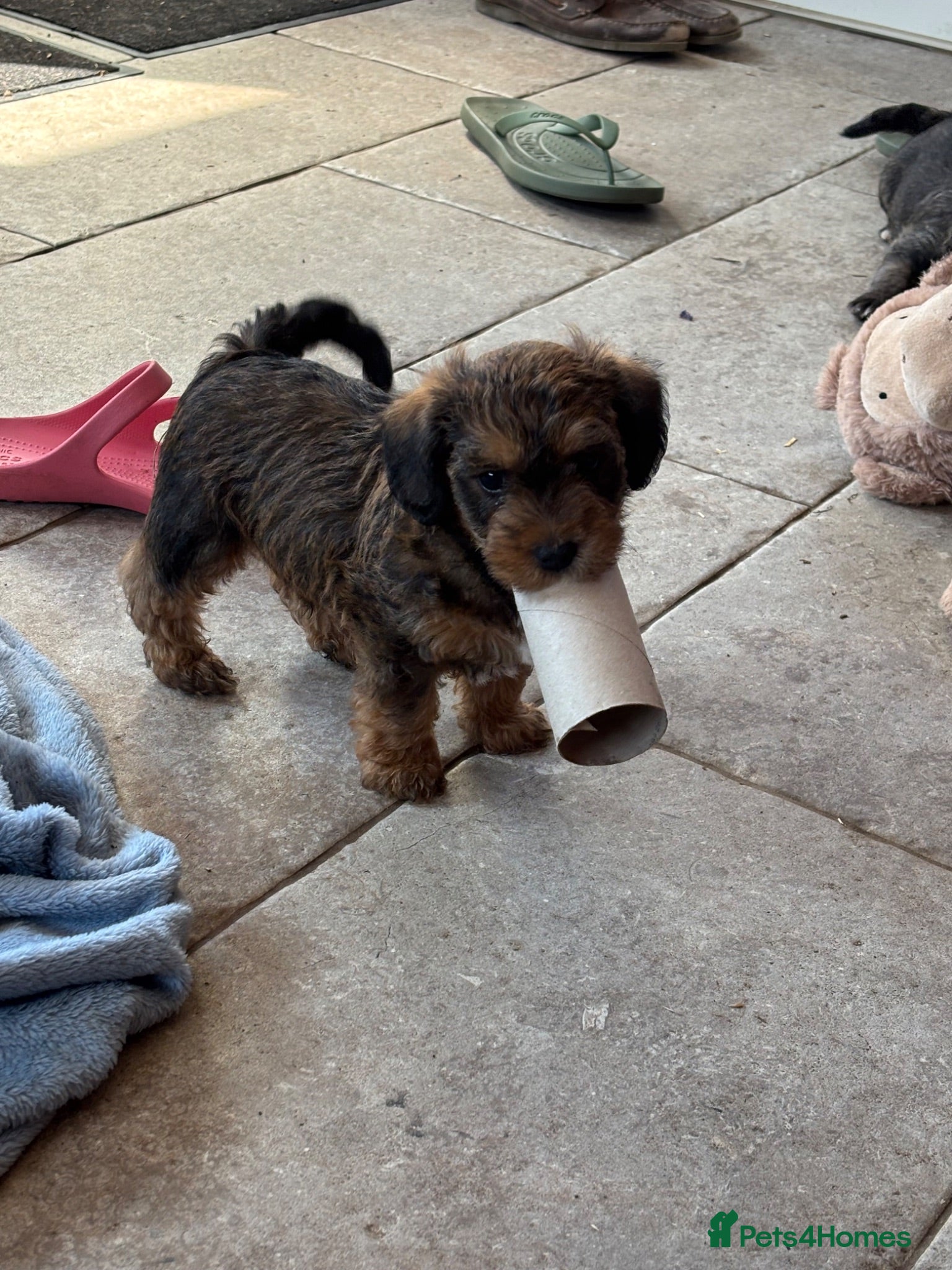 Mixed Breed dogs F1 Cairndoodle Puppies  - Advert 6