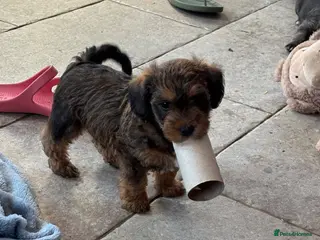 Mixed Breed dogs F1 Cairndoodle Puppies - Advert 6