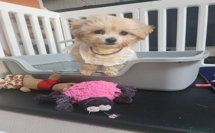 Maltipoo dogs - Advert 2