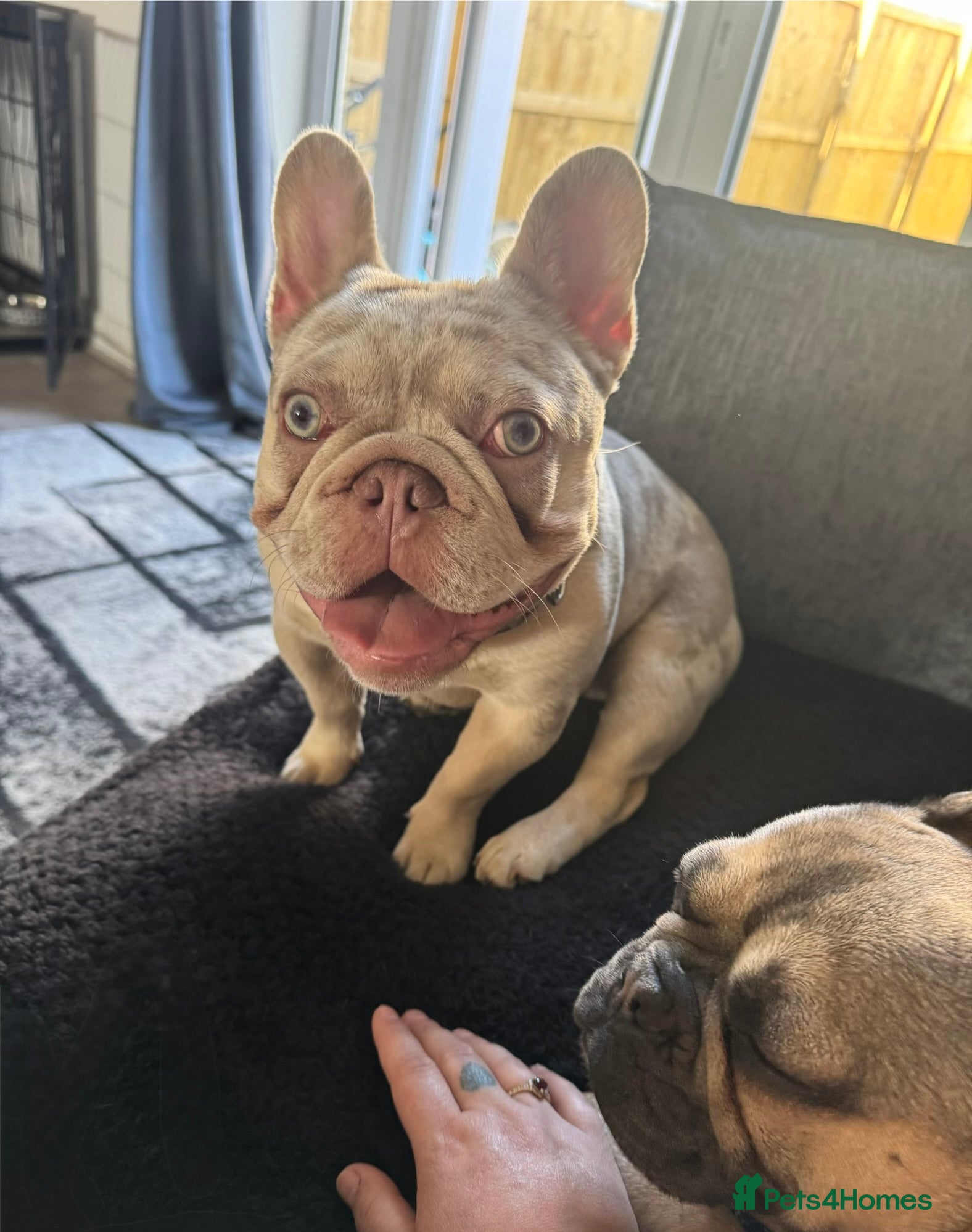 French Bulldog dogs Buddy 8month old - Advert 1