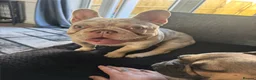 French Bulldog dogs for sale: Buddy 8month old in Bradford - Advert 1