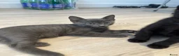 Mixed Breed cats for sale: Beautiful gray coat - Advert 4