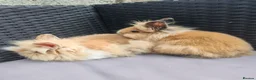 Lionhead rabbits for sale: Lion head babies.  - Advert 10