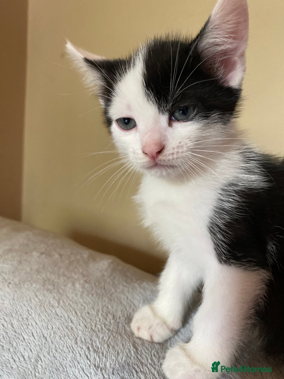 British Shorthair cats for sale: AVAILABLE 2 Beautifulbou kittens identical twins  - Image 24