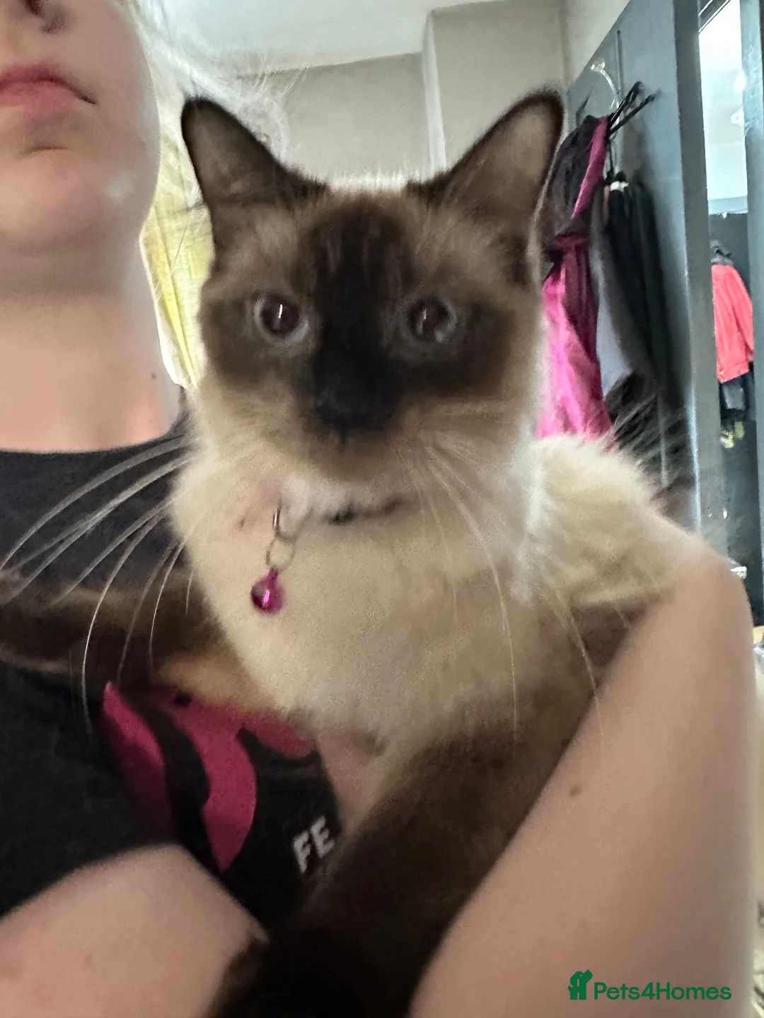 Ragdoll cats for sale: Ragdoll kittens girls in Bradford - Advert 4