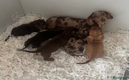 Miniature Dachshund dogs for sale: Kc reg min  Dachshund babies  - Image 2