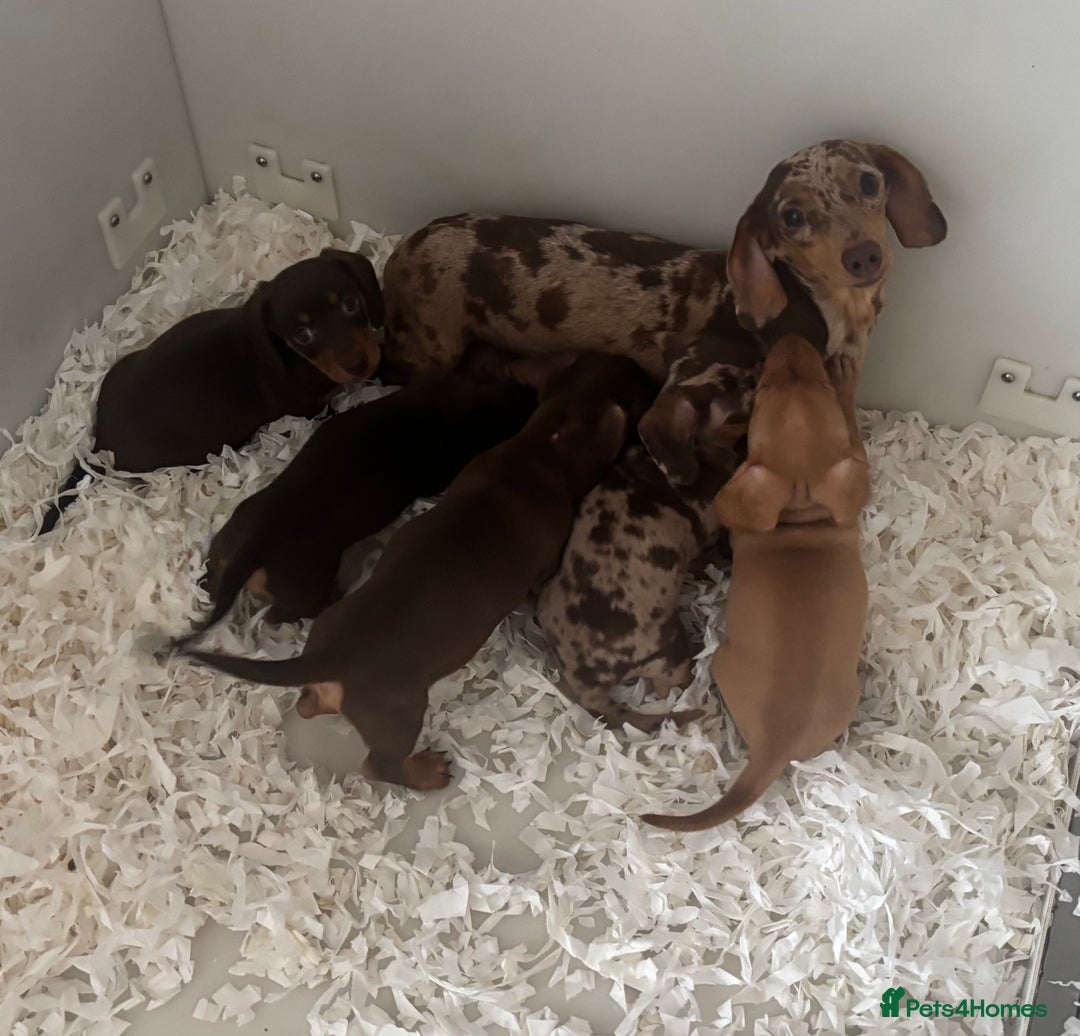 Miniature Dachshund dogs for sale: Kc reg min  Dachshund babies  - Image 2