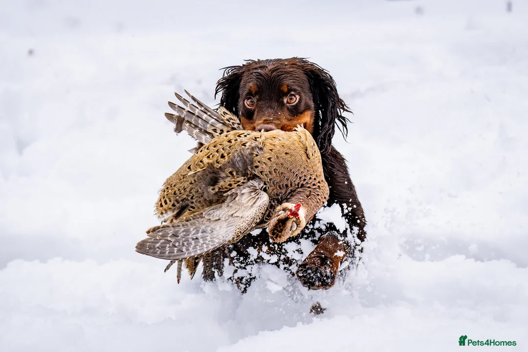 Cocker Spaniel dogs for stud: KC Working Cocker Spaniel Health tested - Advert 1