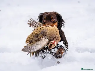 Cocker Spaniel dogs KC Working Cocker Spaniel Health tested - Advert 1