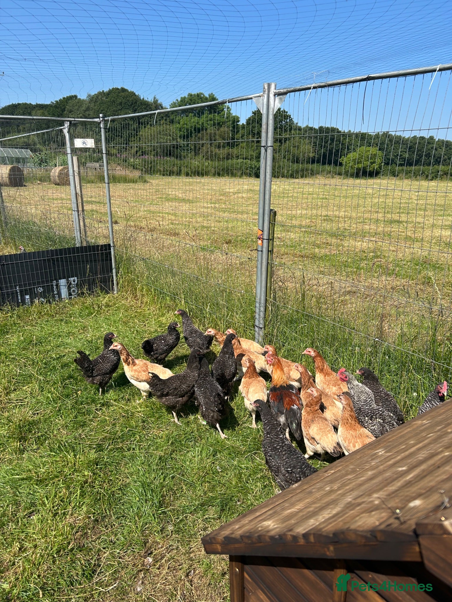 Hens poultry cuckoo Maran pullets in carlisle  - Advert 11