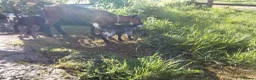 Goats livestock for sale: Pygmy goat kids pair (debudded) for sale  - Advert 4